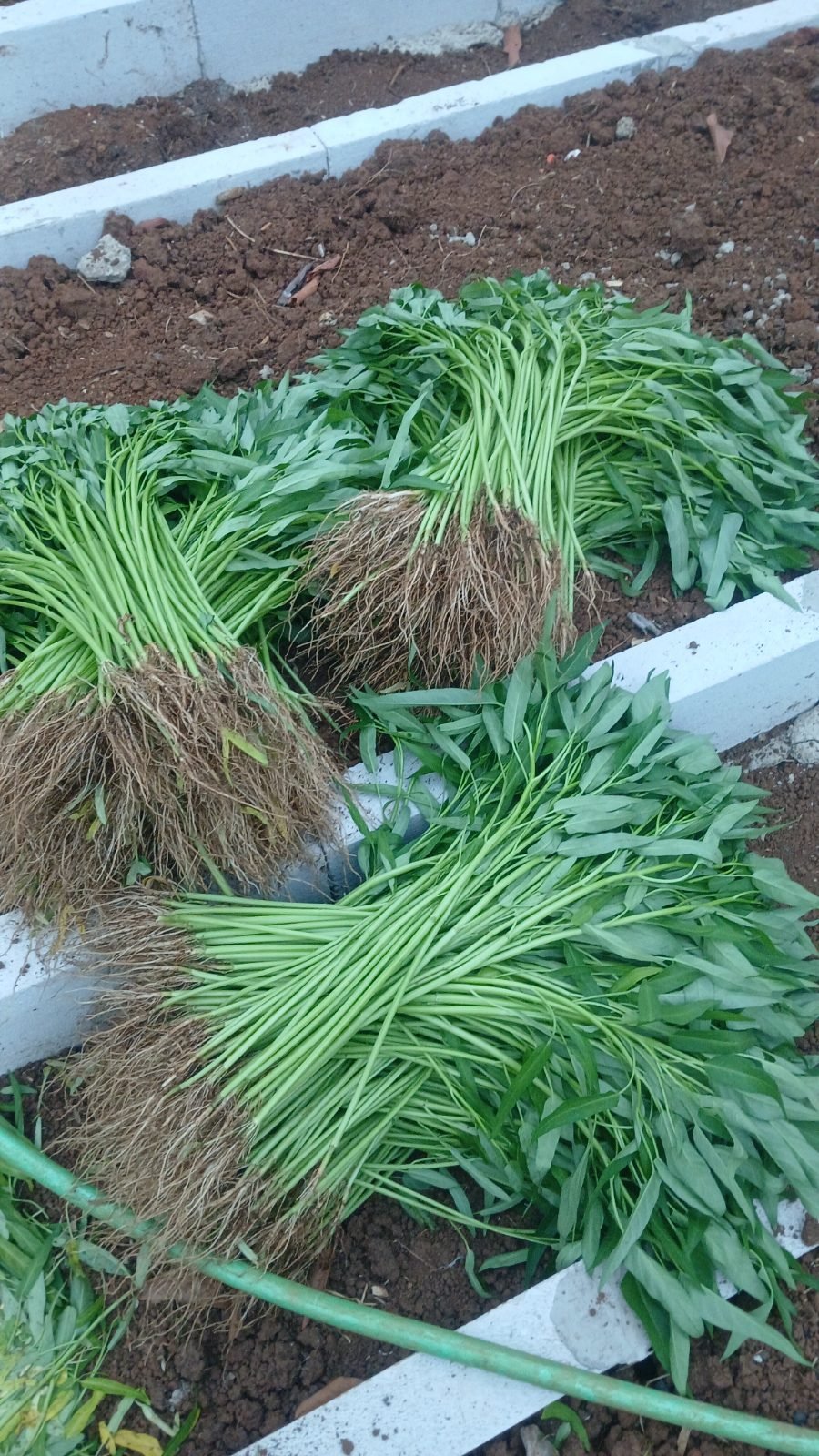 Foto Kangkung segar