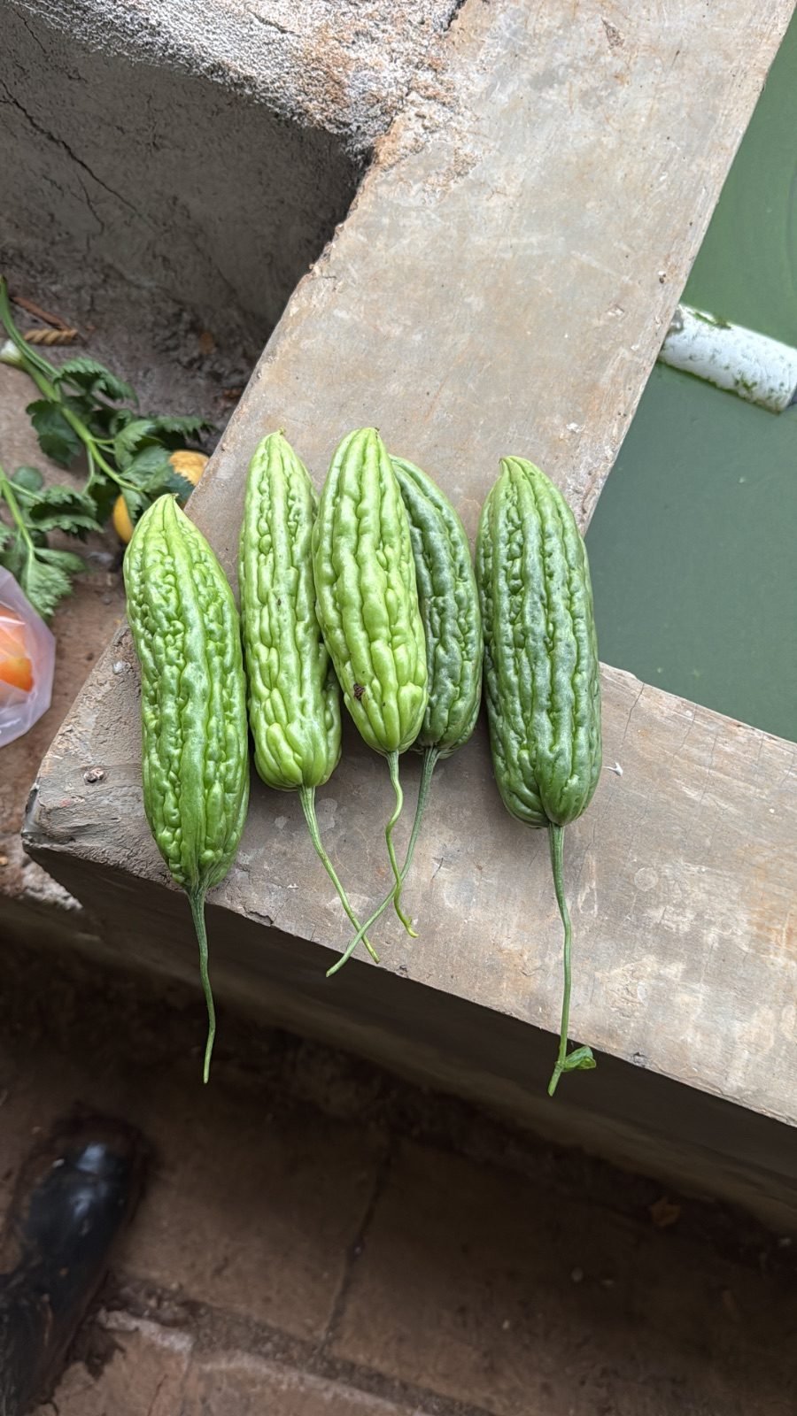 Foto sayur pare