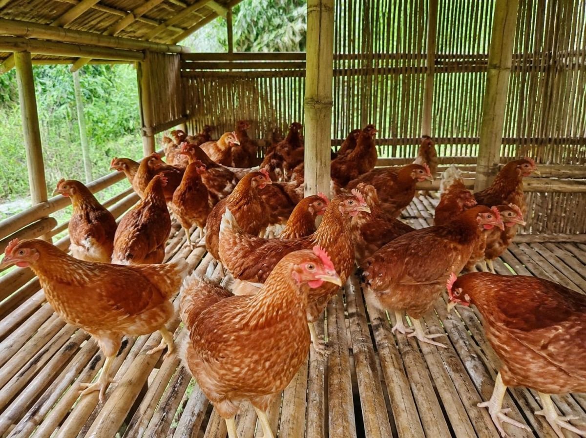 Foto Ayam petelur siap telur
