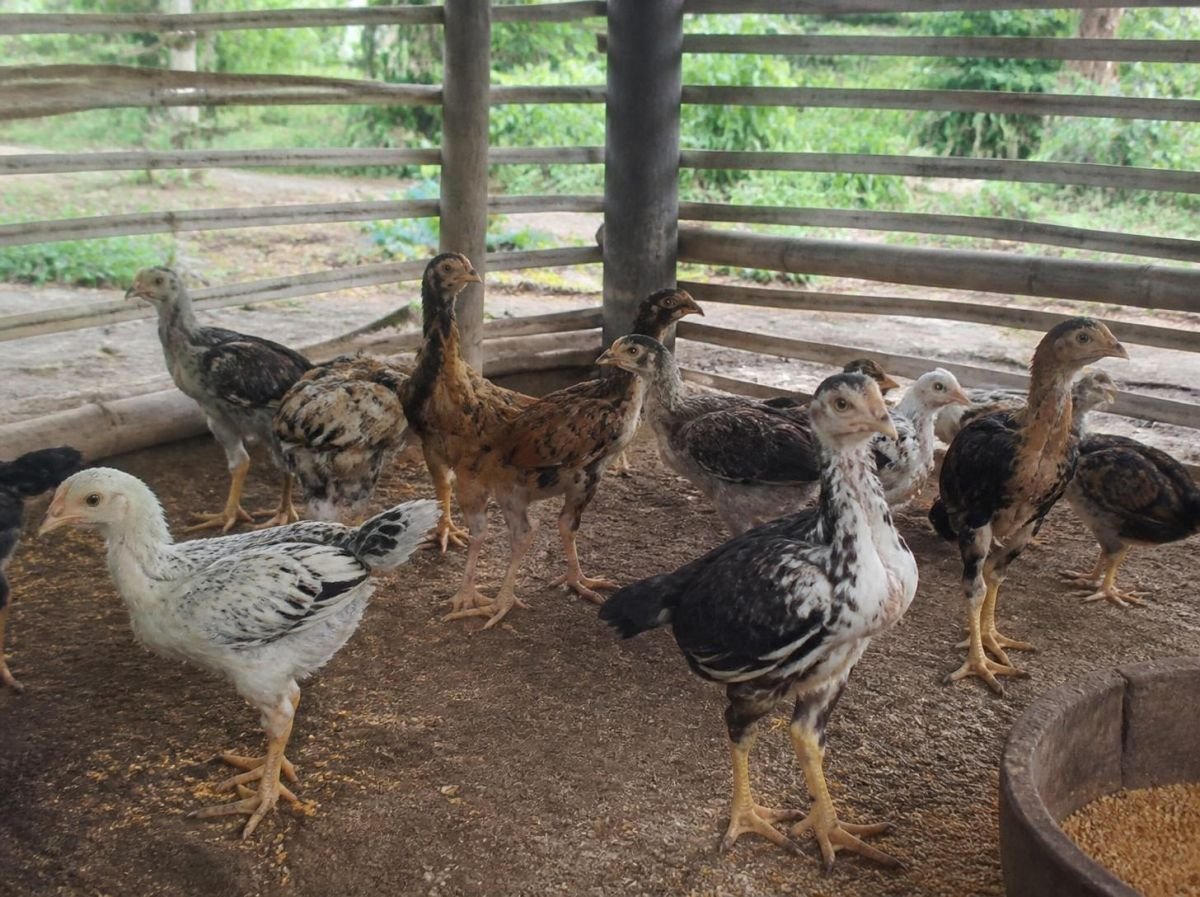 Foto Ayam kampung muda