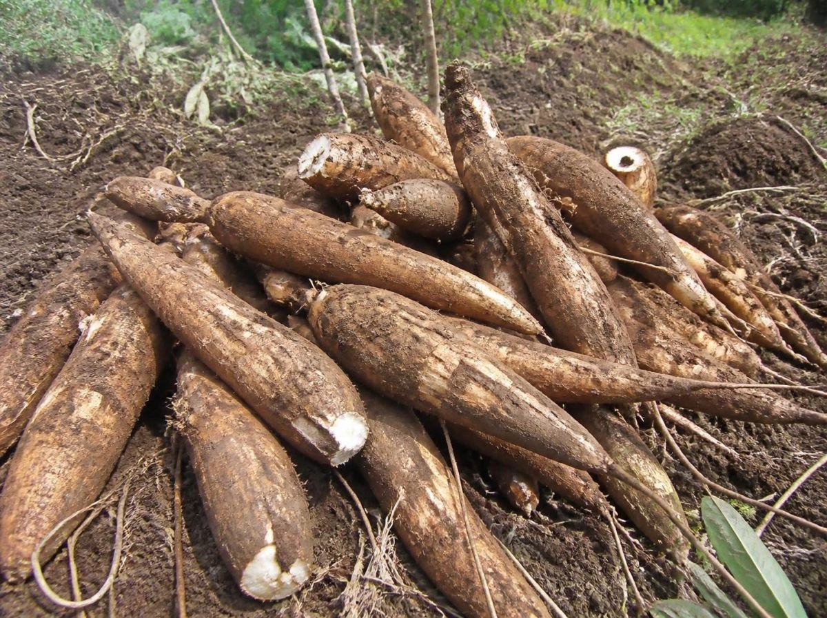 Foto Singkong